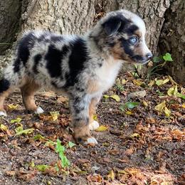 Miniature Australian Shepherds and Toy Australian Shepherds from Tribal Rose Aussies