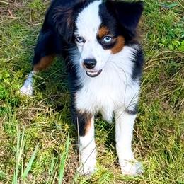 Sally - Black tri female Toy Australian Shepherd puppy in Denmark, South Carolina from Rustic Rose Toy Australian Shepherds