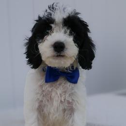 Panda - White male Cavapoo puppy in Apopka, Florida from Rae Precious Puppies