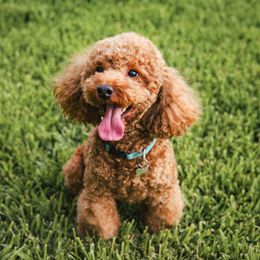 Charlie - Poodle