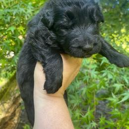 Cannoli - Black female German Shepherd puppy in Oakland, Oregon from VHM German Shepherds