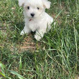 Beauty and the Beasts Lumeire - White male Maltese puppy in Liverpool, Pennsylvania from Miracles With Paws