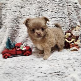 Lilac Cream sable girl - Cream female Chihuahua puppy in Richmond, Virginia from Breens