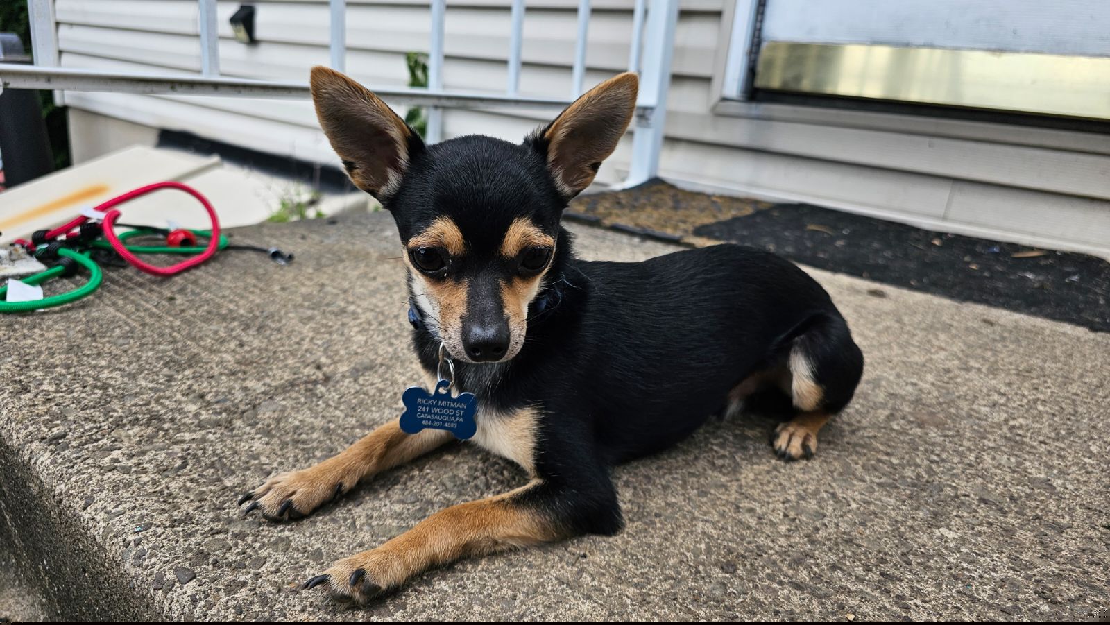 Loki - Chihuahua