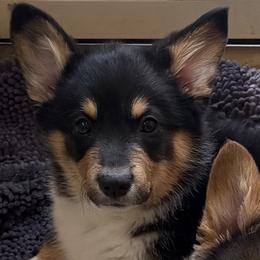 American Corgis and Miniature American Shepherds from Puppies by Alies