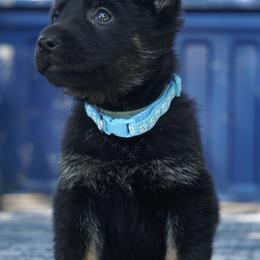 Sidney - Bi-color female German Shepherd puppy in Muldrow, Oklahoma from Reizarf Kennels