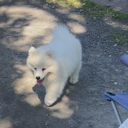 Snowball - White male Samoyed puppy in Rome, New York from Snow Pups