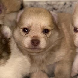 Pomeranians from Clara’s Kennel