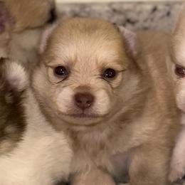 Pomeranians from Clara’s Kennel