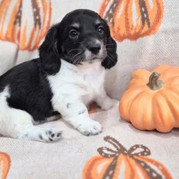 Benji black and cream piebald 3000 - Piebald male Dachshund puppy in Denton, Georgia from Pleasantdachs Minis