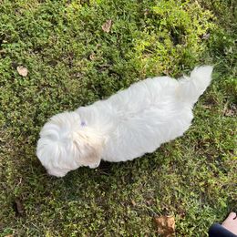 Coton de Tulear Puppies from Smoky Mountains Cotons