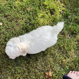 Coton de Tulear Puppies from Smoky Mountains Cotons