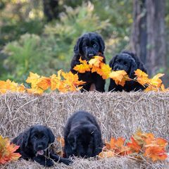 American Hairless Terrier and Flat-Coated Retriever Puppies from Inspired Flat-Coated Retrievers and American Hairless Terriers