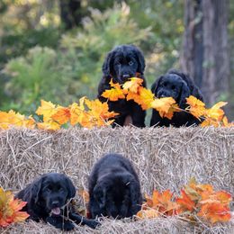 American Hairless Terrier and Flat-Coated Retriever Puppies from Inspired Flat-Coated Retrievers and American Hairless Terriers