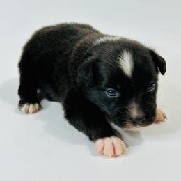 Bugsy - Black & white male Miniature Australian Shepherd puppy in Luling, Texas from Little Wood Toy and Mini Aussies
