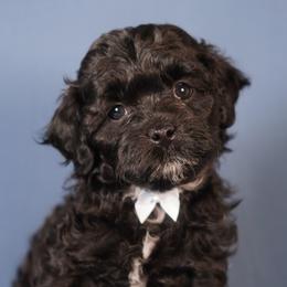Grumpy (Red Collar) - Black male Shihpoo puppy in Las Vegas, Nevada from Plush Toy Poodle Puppies & Pals