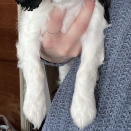 Cavalier King Charles Spaniel All Grown Up from Narrows Creek Cavaliers