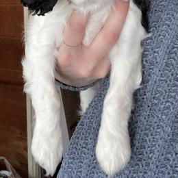 Cavalier King Charles Spaniel All Grown Up from Narrows Creek Cavaliers