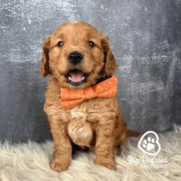 Johnny - Red male Companion Cross puppy in Utah County, Utah from Big Hearted Breeders