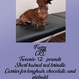 Fuzzy - Dachshund