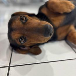 Maui - Dachshund