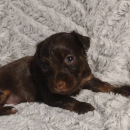 Russian Toy Puppies from Chenier Russian toys