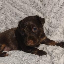 Russian Toy Puppies from Chenier Russian toys