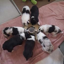 Shetland Sheepdog Puppies from RegalStarShelties