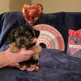 Yorkshire Terrier Puppies from Sweet Fur Babies