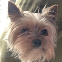 Yorkshire Terriers from Driftless River Yorkies
