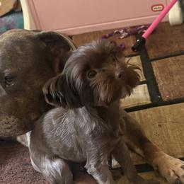 Yorkshire Terriers from Dream Yorkies