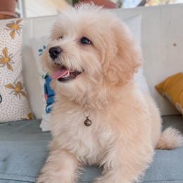 Bohdi - Cream male Maltipoo puppy in Live Oak, Florida from Grams Poodle Babies