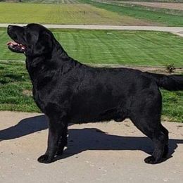GCH. CH. Rooster - Labrador Retriever