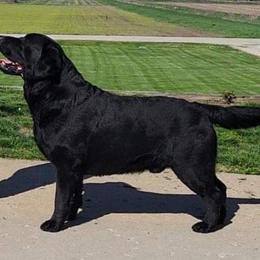 GCH. CH. Rooster - Labrador Retriever
