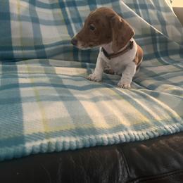 Dachshund Puppies from Treasure Valley Dachshunds
