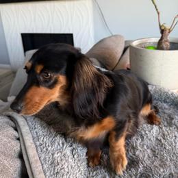 Daisy - Dachshund