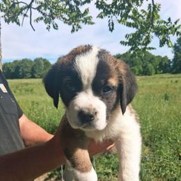 Fancy - Brown and white female Saint Bernard puppy in Kinsman, Ohio from Coleman Saint Bernards of Ohio