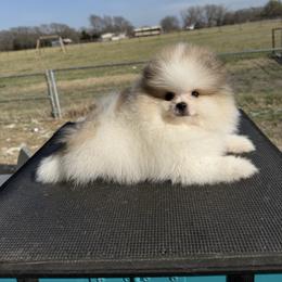 Juju - Orange parti male Pomeranian puppy in Ector, Texas from BB Pomeranians
