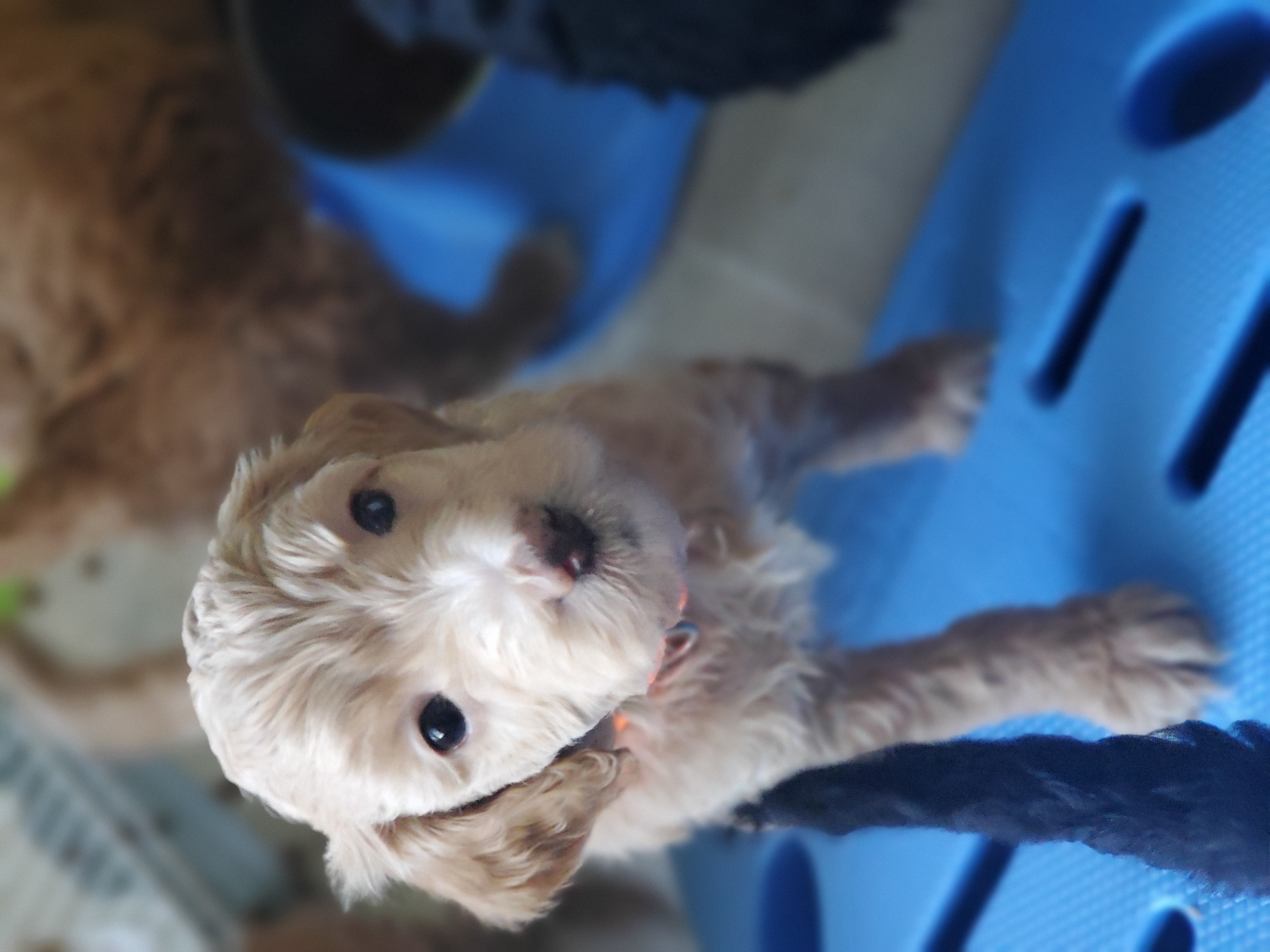Aussiedoodle Puppies from Color Country Doodles
