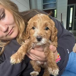 White collar (Lily) - Red  female Goldendoodle puppy in Cedar Springs, Michigan from Pecks Oodle Doodles