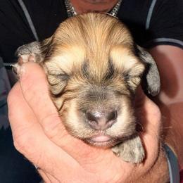 Girl 1 - LH shaded cream - Cream female Dachshund puppy in Pierson, Florida from Michelle’s Mini Dachshunds