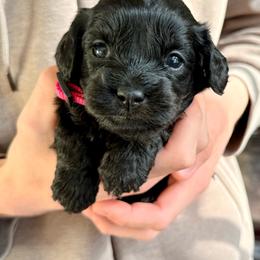 Gigi - Black female Cavapoo puppy in Manorville, New York from Melissa's East End Cavaliers