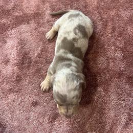 Dapple girl 1 - Dapple female Dachshund puppy in Saint Jo, Texas from Reeves Dashing-Hounds