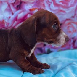 Kiwi - Brindle female Dachshund puppy in Purdy, Missouri from Shotgun Pups