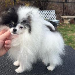 Posey - Black and tan parti female Pomeranian puppy in Zionville, North Carolina from Shaner Poms