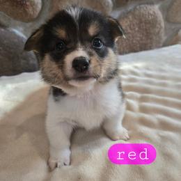 Red - Black and tan female Pembroke Welsh Corgi puppy in Necedah, Wisconsin from The 6Ks Paws and Hobbies