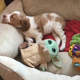 Brittany Puppies from Simons Magic Meadows