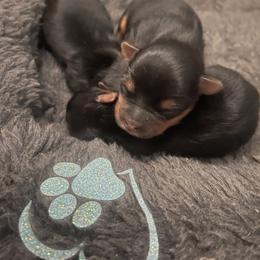 Yorkshire Terrier Puppies from Beantown Yorkshires