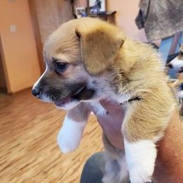 Pembroke Welsh Corgis from Mary Calanche's Pembroke Welsh Corgis