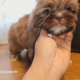 Shih Tzu Puppies from Shantii's Shih Tzu's